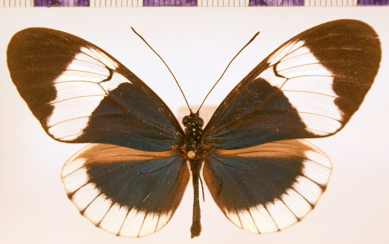 Heliconius sapho candidus  male Brown, 1975