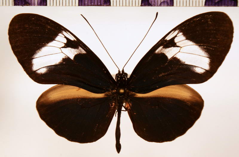 Heliconius sapho chocoensis male Brown & Benson, 1975