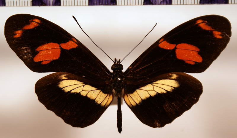 Heliconius telesiphe sotericus  Salvin, 1871