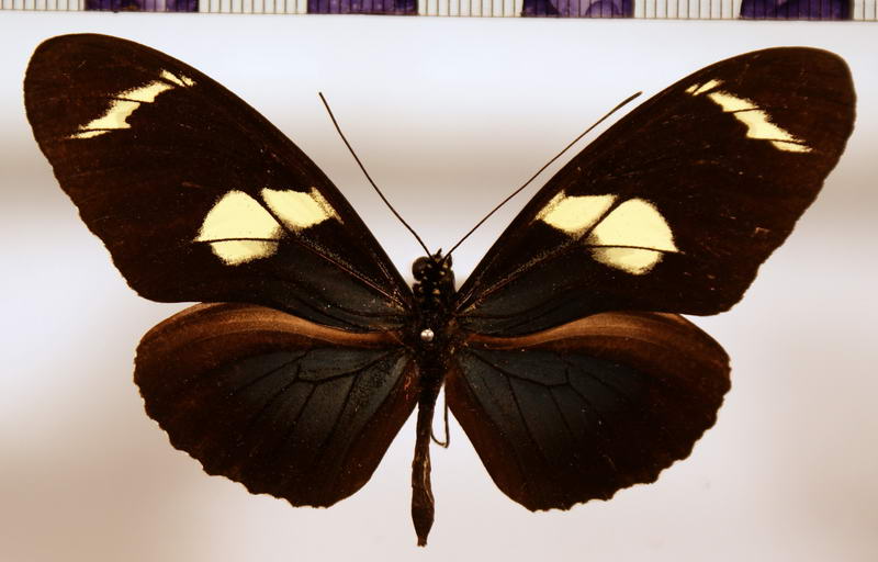 Heliconius wallacei flavescens forme graphitica  Krüger, 1933