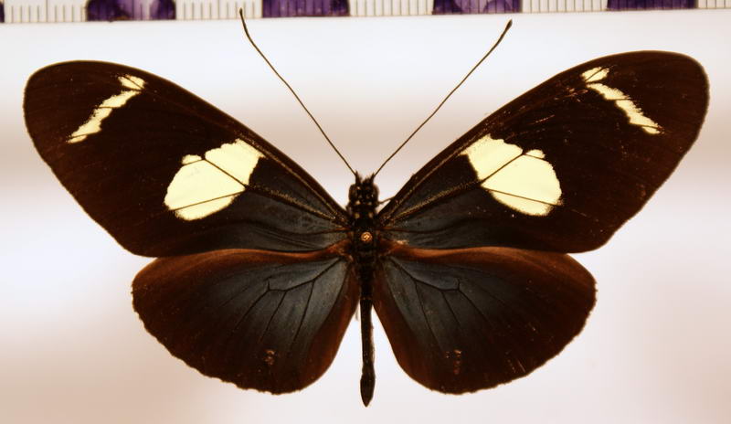 Heliconius wallacei flavescens forme quadrimaculata  Neustetter, 1925