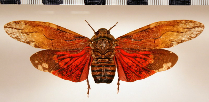 Aracynthus sanguineus femelle  (Olivier, 1791)