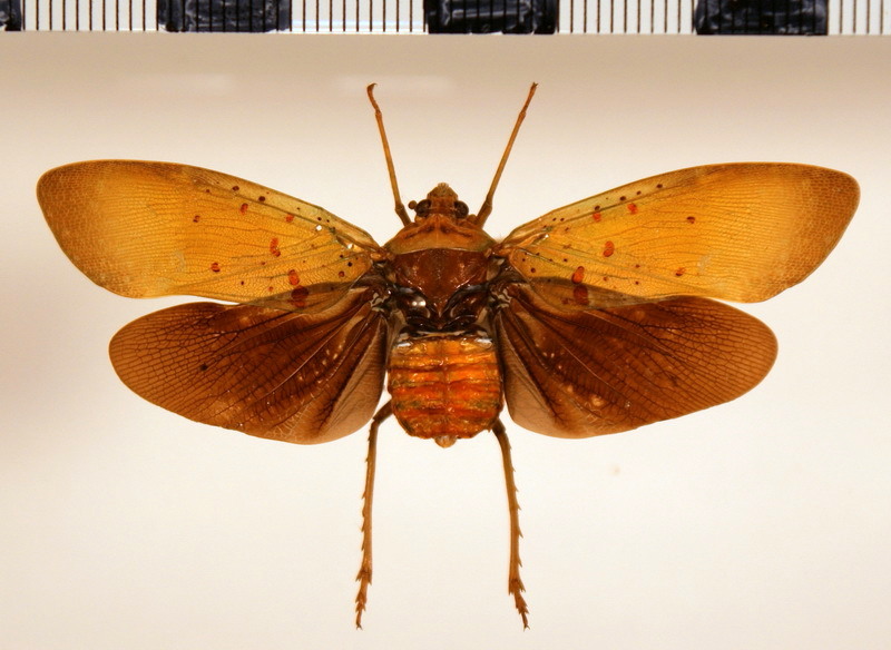 Copidocephala melanoptera Schmidt, 1907
