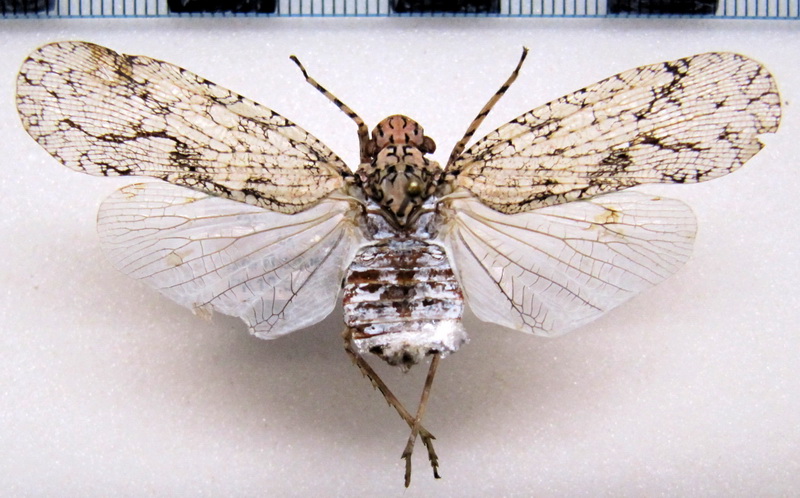 Dilobura corticina  (Burmeister, 1835)                               