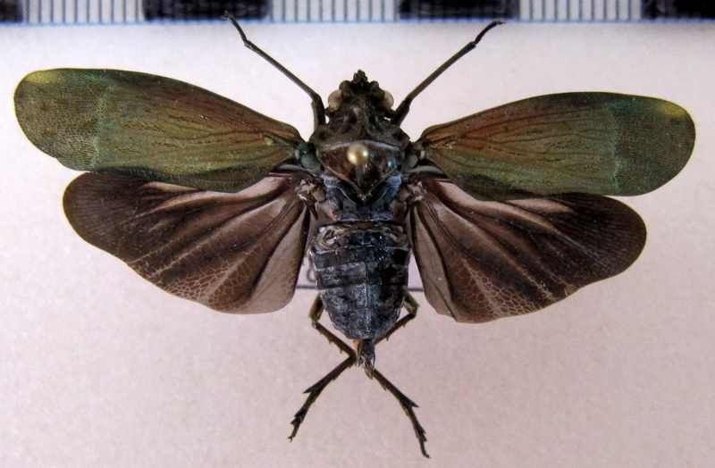    Enchophora tuberculata  (Olivier, 1791)                            