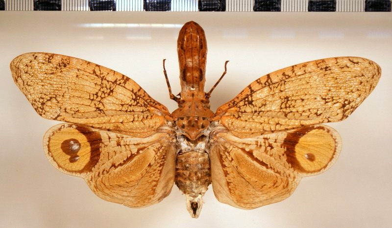 Fulgora laternaria  male (Linnaeus, 1758)