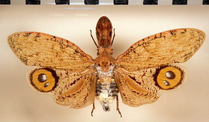 Fulgora laternaria  femelle  (Linnaeus, 1758)