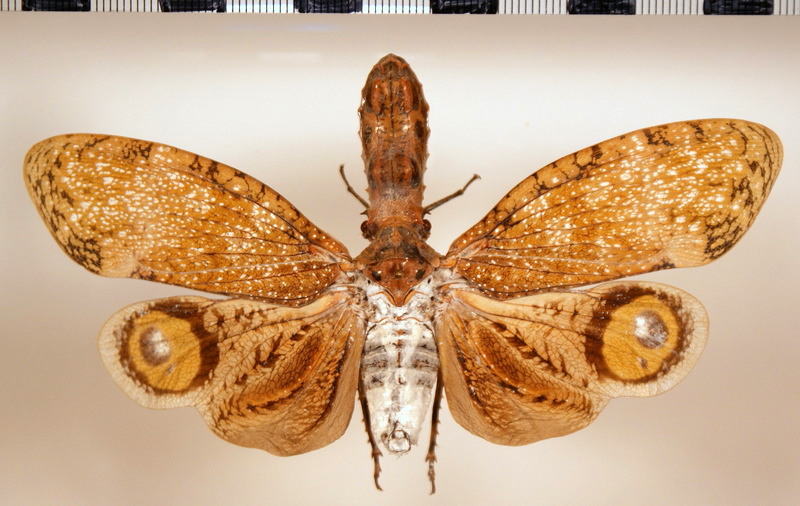 Fulgora laternaria  male (Linnaeus, 1758)