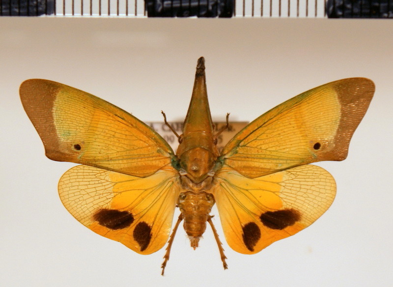 Odontoptera carrenoi   Signoret, 1849