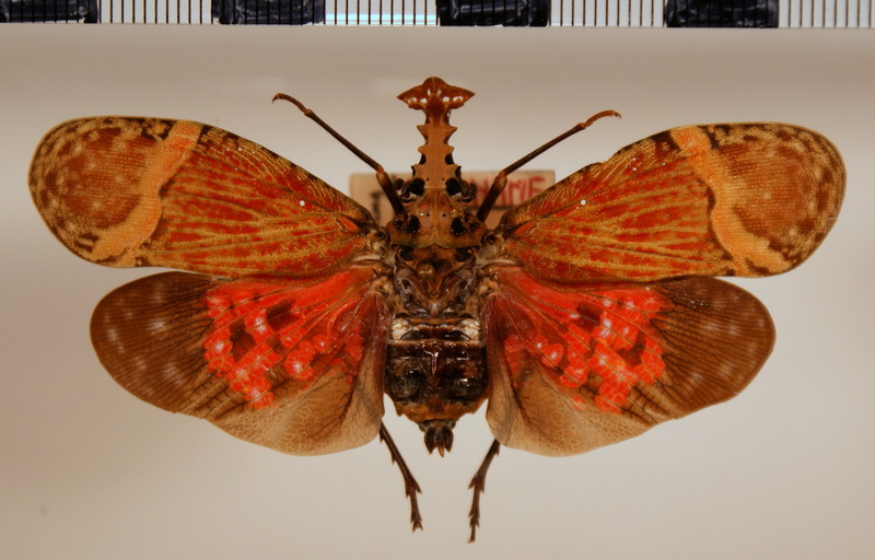 Phrictus tripartitus  femelle   Metcalf, 1938