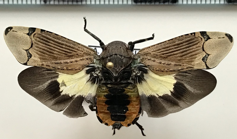 Aburia olivacea (Blanchard, 1845)