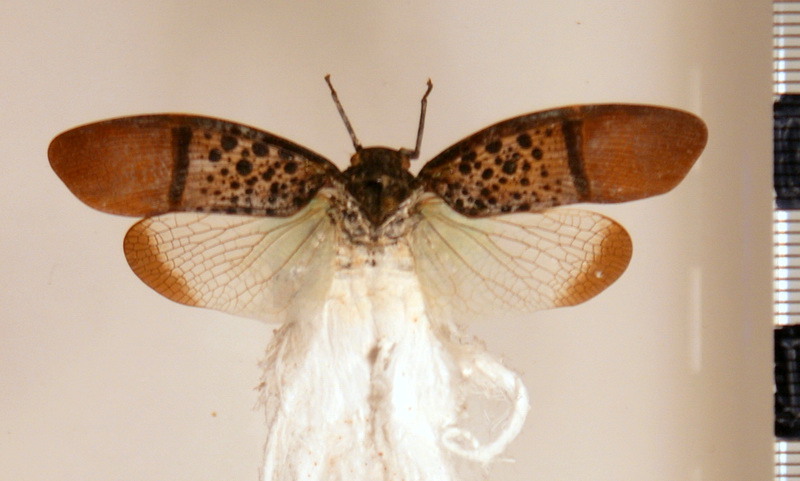 Alaruasa violacea (Distant, 1887)