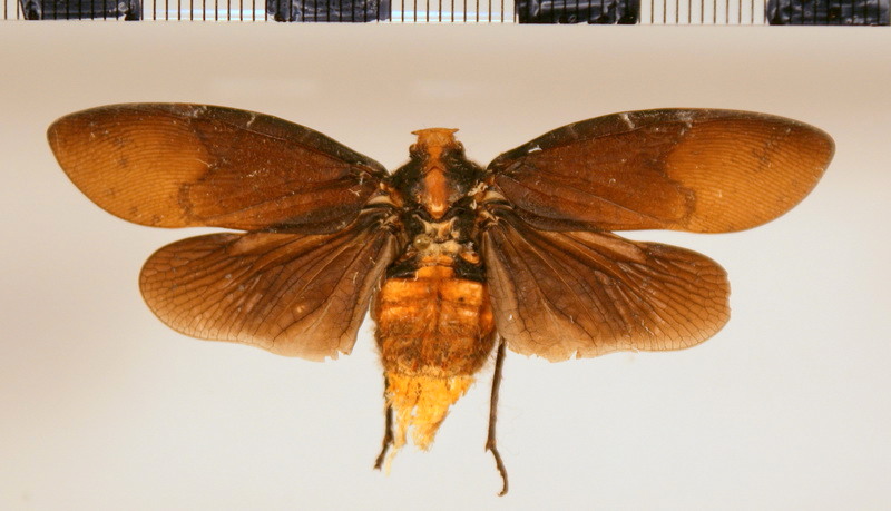 Menemia hypoleuca  (Signoret, 1855)