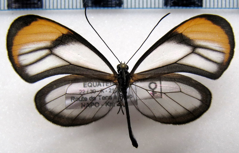    Brevioleria aelia orolina  femelle (Hewitson, [1861])                                                           