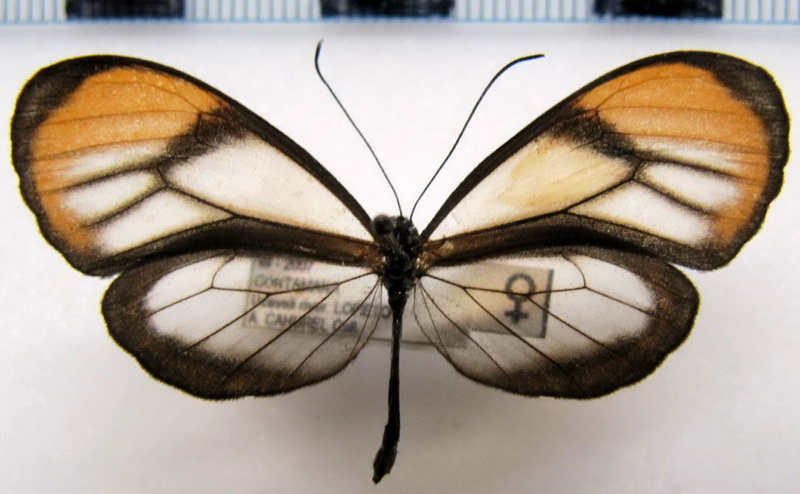 Brevioleria aelia orolina  femelle (Hewitson, [1861])                               