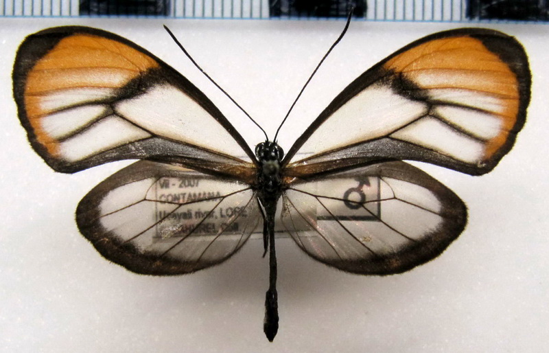   Brevioleria aelia orolina  male (Hewitson, [1861])                             