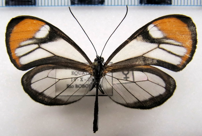 Brevioleria seba oculata  femelle  (Haensch, 1903)                               