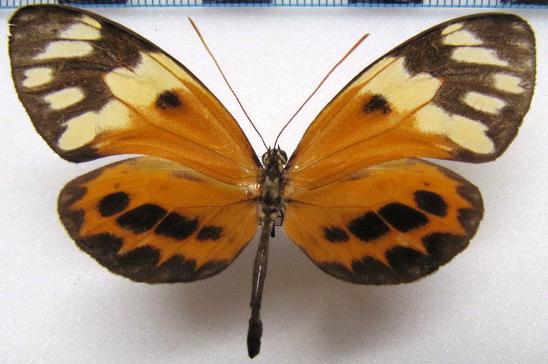  Callithomia alexirrhoe zeuxippe  femelle Bates, 1862                              