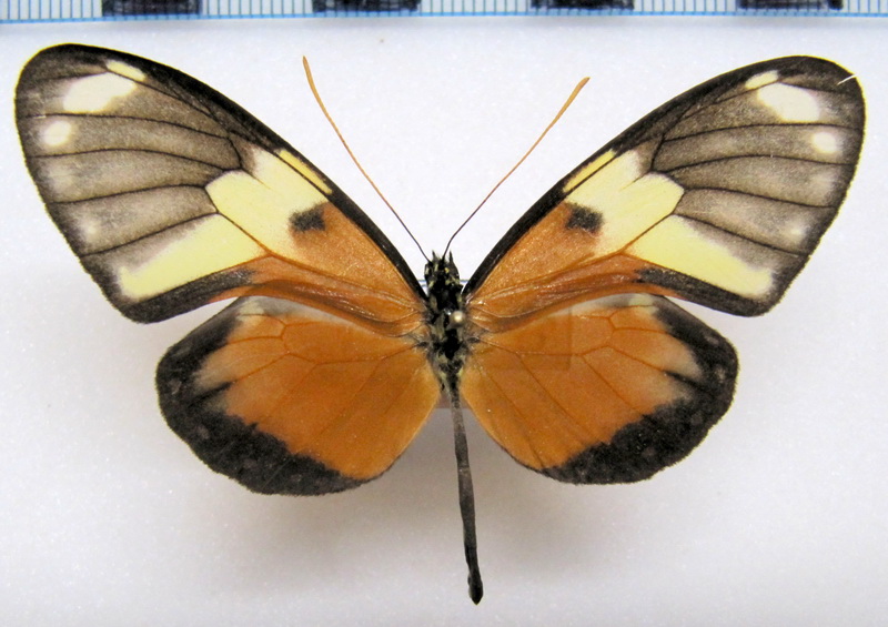 Callithomia hezia beronilla   male (Hewitson, 1874)                               