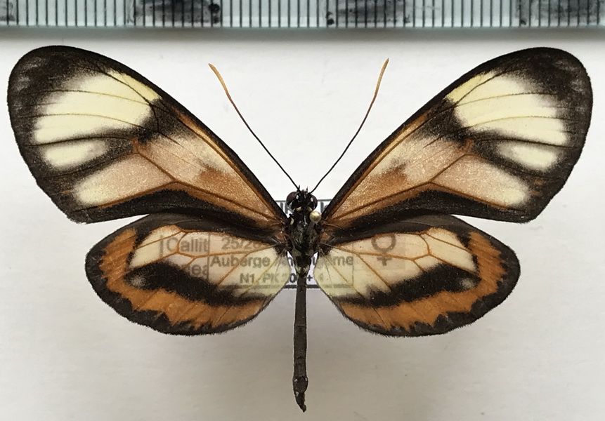   Callithomia lenea lenea  femelle  (Cramer, 1779)                             