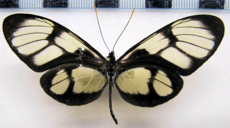    Callithomia lenea zelie   femelle   (Guérin-Méneville, [1844])                           