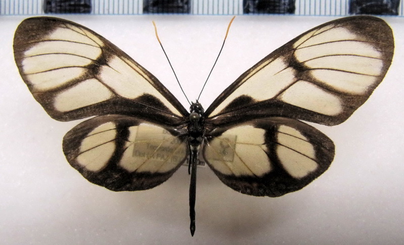      Callithomia lenea zelie   femelle   (Guérin-Méneville, [1844])                             