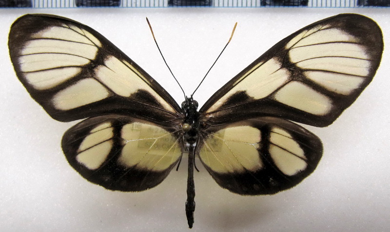     Callithomia lenea zelie   femelle   (Guérin-Méneville, [1844])                              