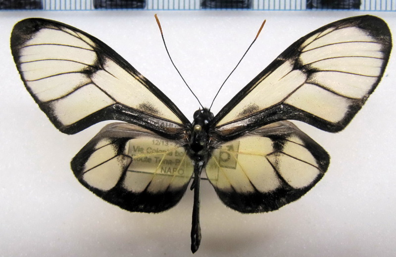   Callithomia lenea zelie   male     (Guérin-Méneville, [1844])                             
