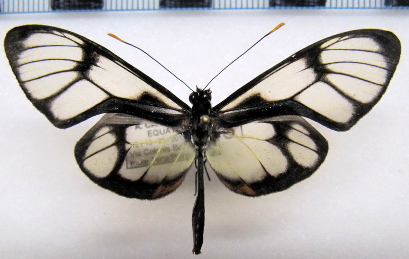  Callithomia lenea zelie   male     (Guérin-Méneville, [1844])                             