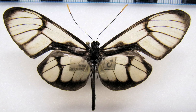 Callithomia lenea zelie   male     (Guérin-Méneville, [1844])                              