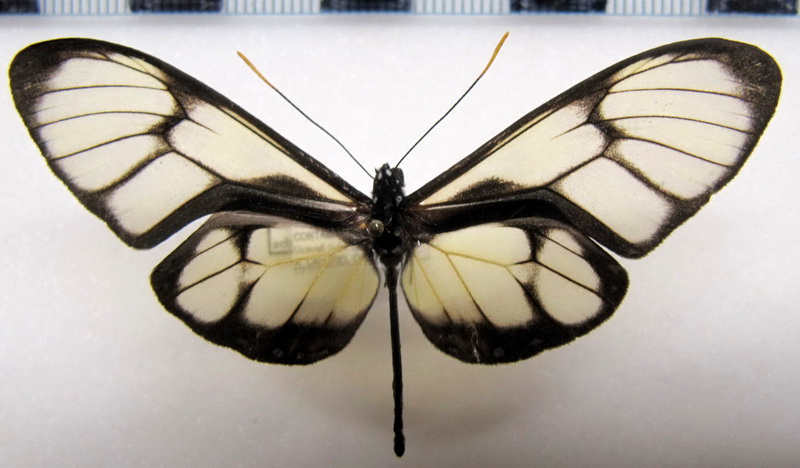 Callithomia lenea zelie   male     (Guérin-Méneville, [1844])                               