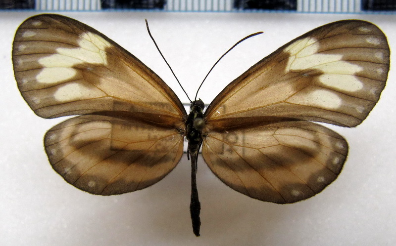   Ceratinia cayana cayana  femelle  (Salvin, 1869)                              
