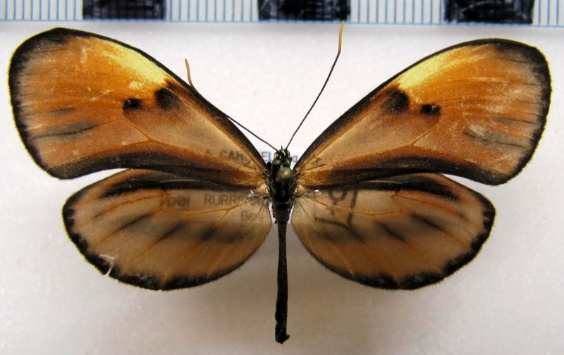     Ceratinia neso peruensis  femelle  (Haensch, 1905)                                                          