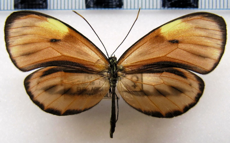    Ceratinia neso peruensis  femelle  (Haensch, 1905)                            