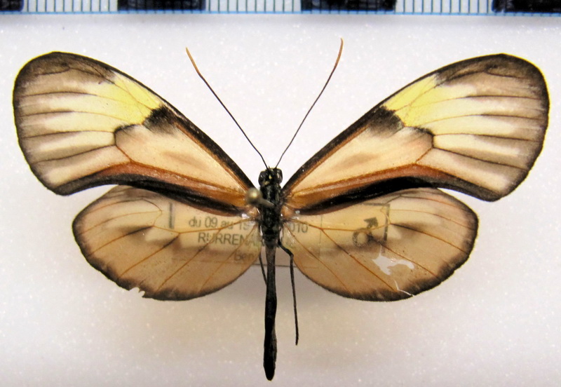  Ceratinia  neso peruensis  mâle  (Haensch, 1905)                              