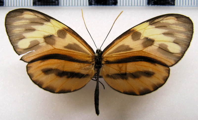 Ceratinia poecila  chanchamaya  femelle (Haensch, 1905)                               