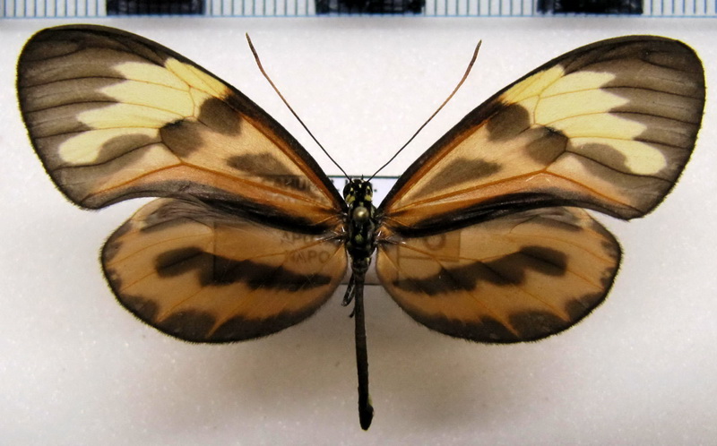  Ceratinia poecila  poecila   mâle (Bates, 1862)                                