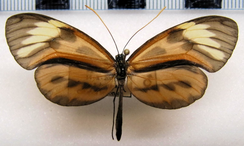  Ceratinia poecila  radiosa   mâle   (Haensch, 1903)                              