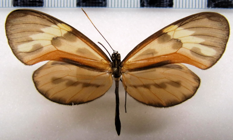    Ceratinia tutia ssp  mâle     (Hewitson, 1852)                                                      