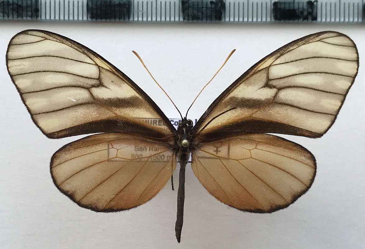 Dircenna jemina chiriquensis femelle  Haensch, 1909