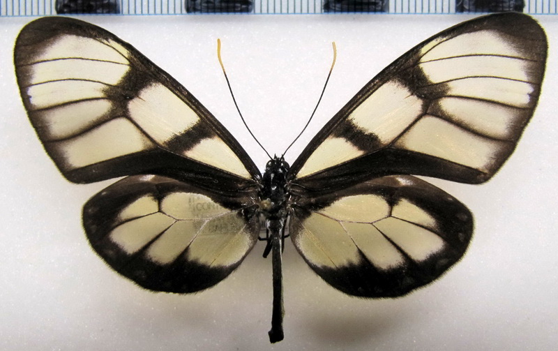   Dircenna loreta loreta  femelle   Haensch, 1903                             