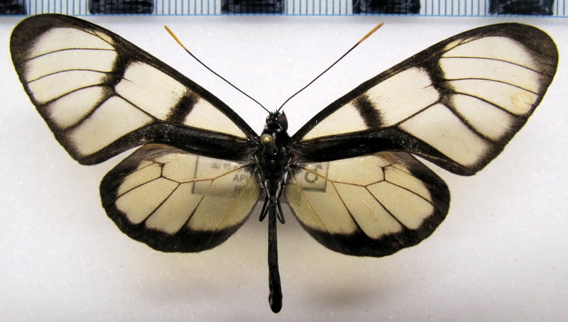  Dircenna loreta loreta  male   Haensch, 1903                              