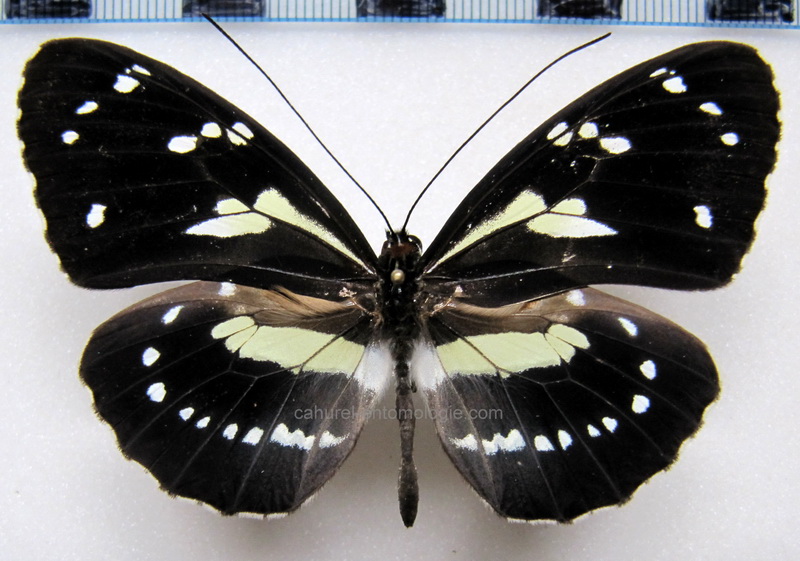 Elzunia pavonii   Male (A. Butler, 1873)                              