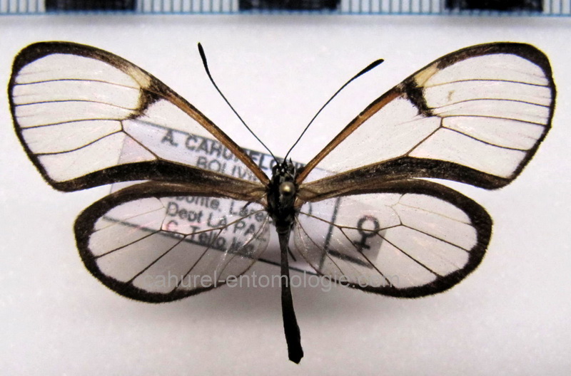  Episcada apuleia cora  femelle  Haensch, 1909                              