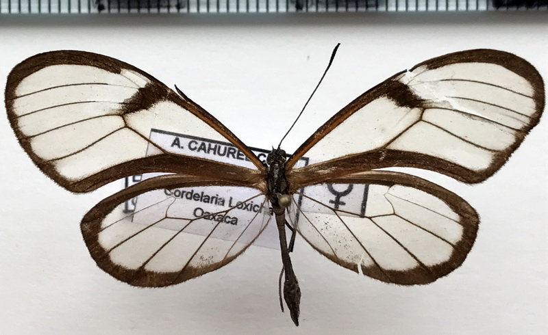 Episcada carcinia Schaus, 1902 femelle