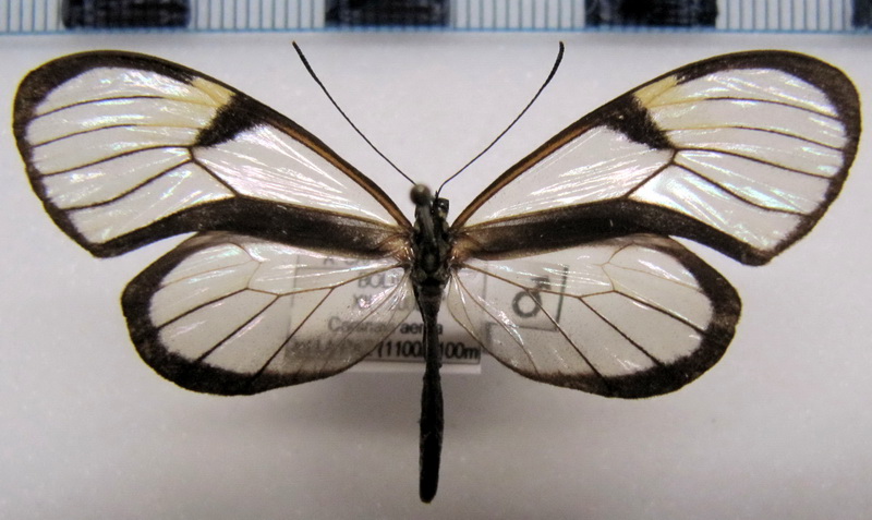 Episcada clausina clausina    mâle  (Hewitson, 1876)                               