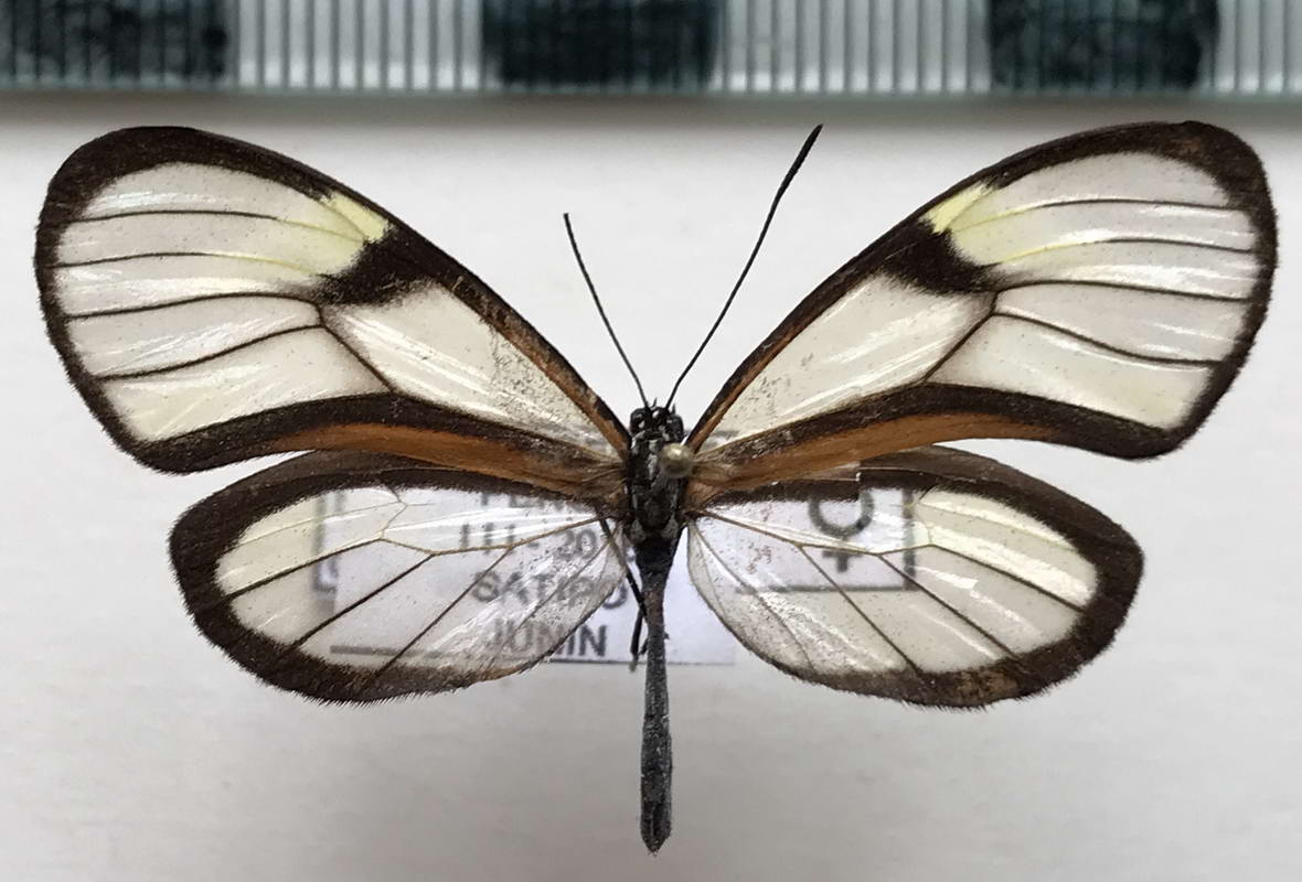   Episcada clausina clausina    femelle  (Hewitson, 1876)                             