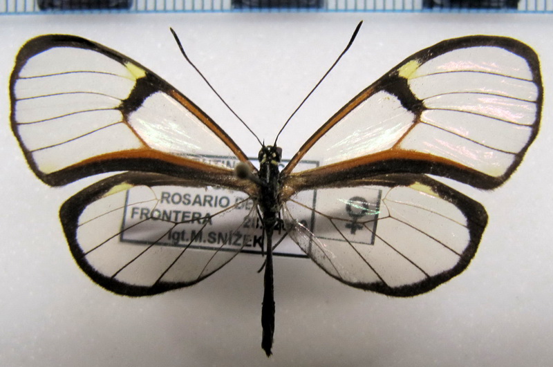  Episcada hymenaea hymenaea  femelle  (Prittwitz, 1865)                              
