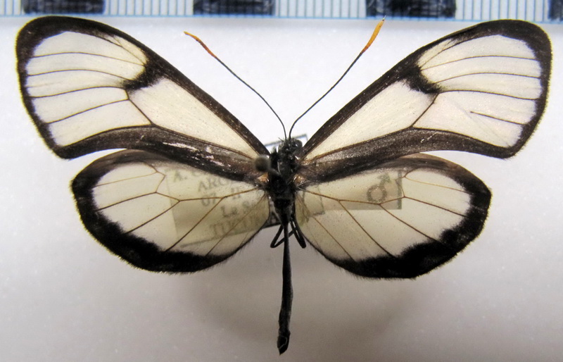 Episcada  philoclea   male  (Hewitson, [1855])                               