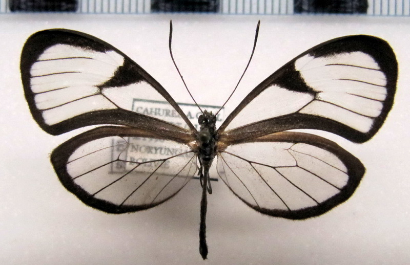   Episcada  sp 04  femelle                          